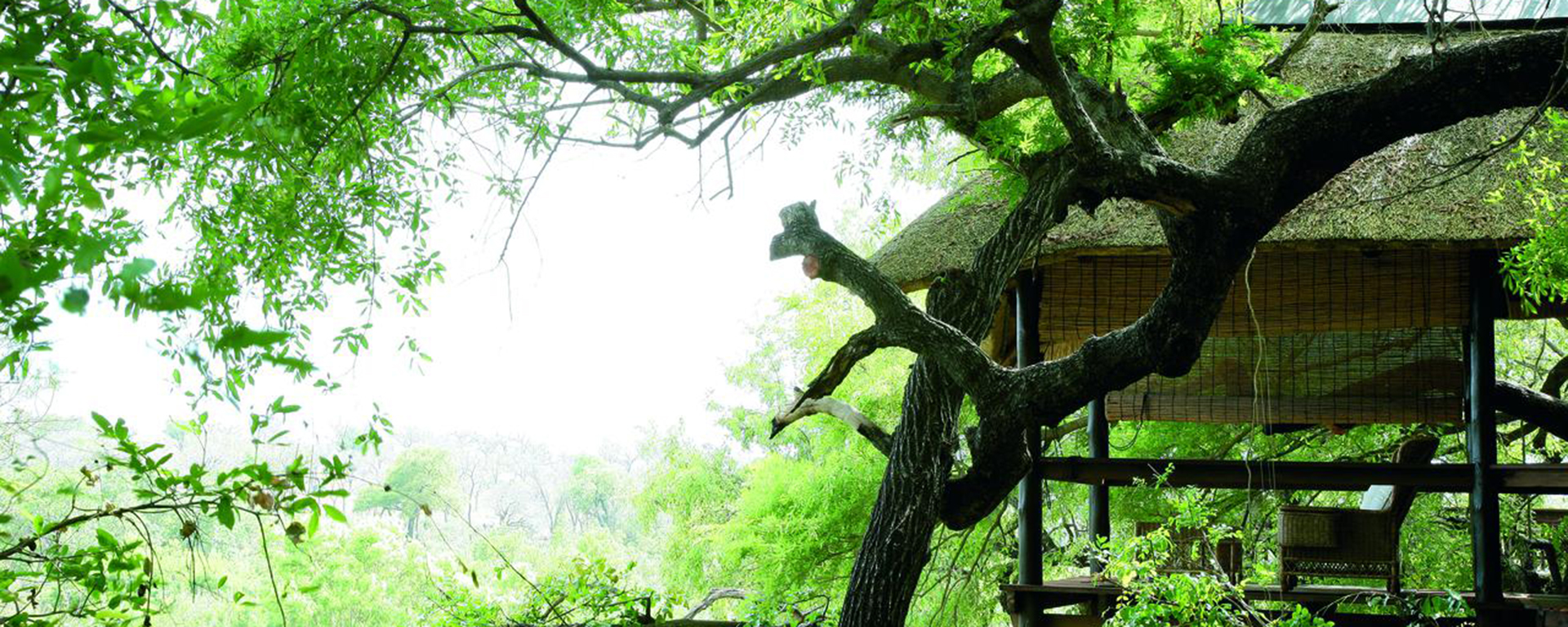 Enjoy birdsong from the decks at Londolozi’s beautiful Tree Lodge.