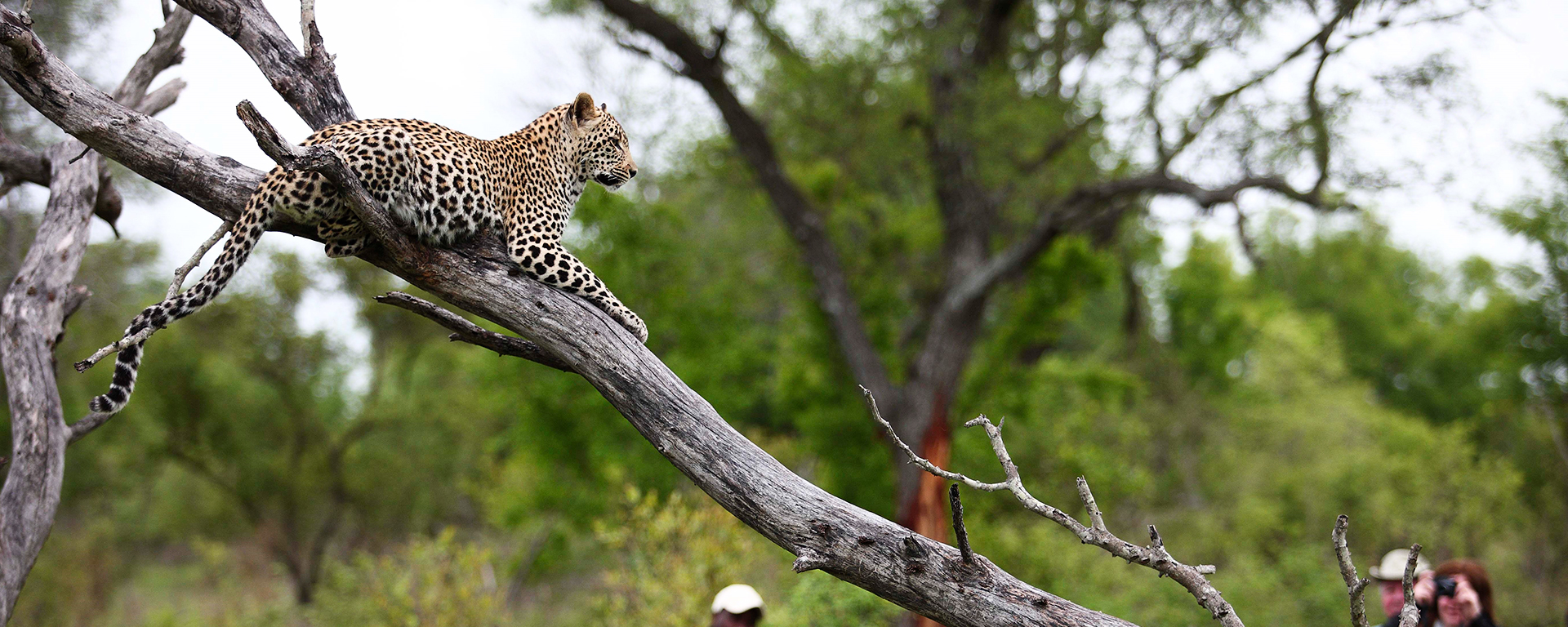 A fantastic leopard sighting with Kirkman’s Kamp.