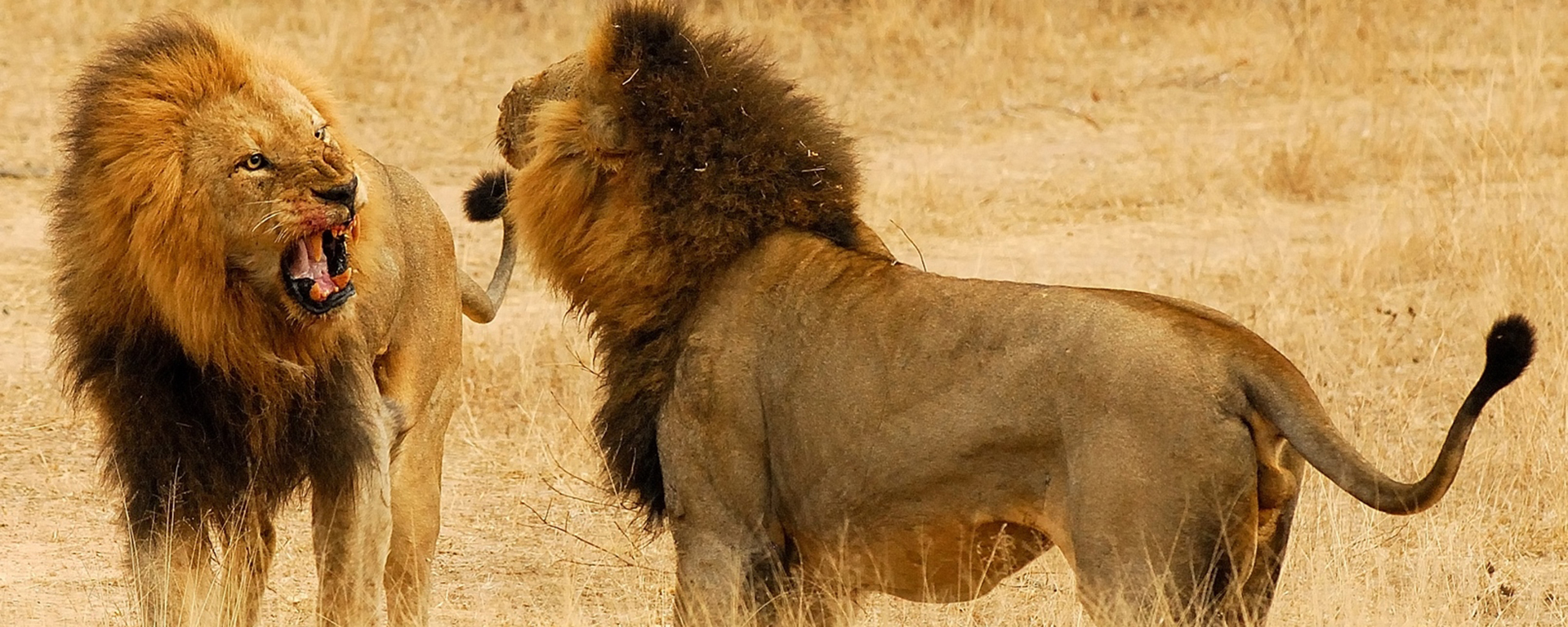 These two fearsome males were spotted having a territorial face-off during a safari at Ulusaba.