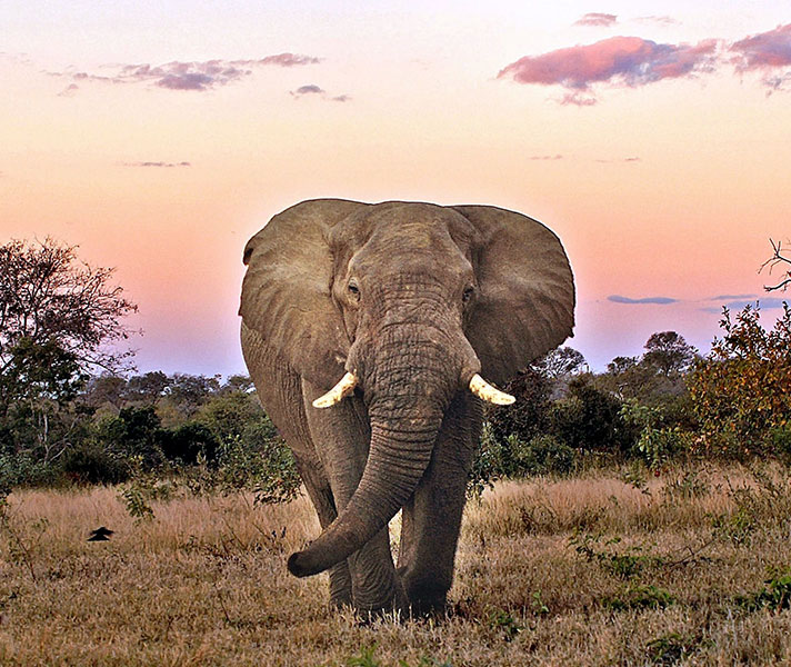 A magnificent elephant bull spotted during the sunset game drive at Idube.