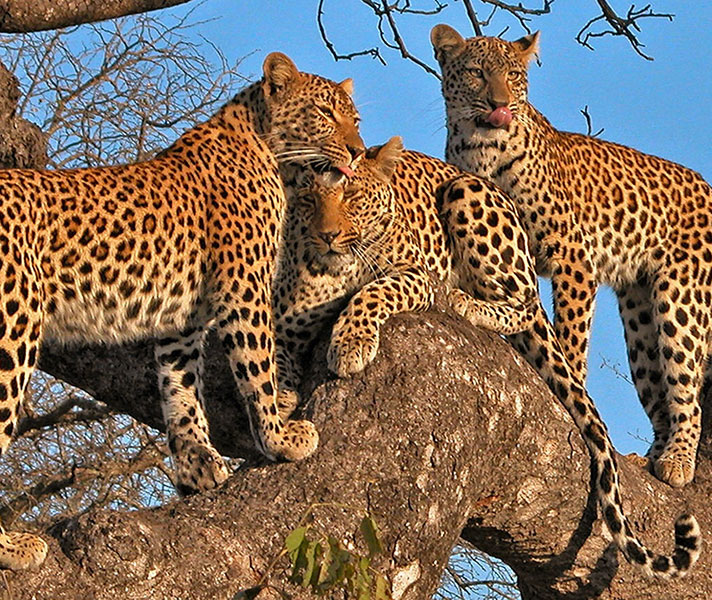Also at Idube, a very unusual trio of leopards, which are typically solitary. The Sabi Sands is renowned for its leopard sightings.