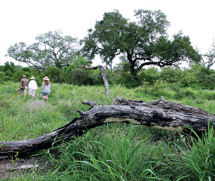 A Green Season nature walk with experienced guide at Arathusa Safari Lodge.