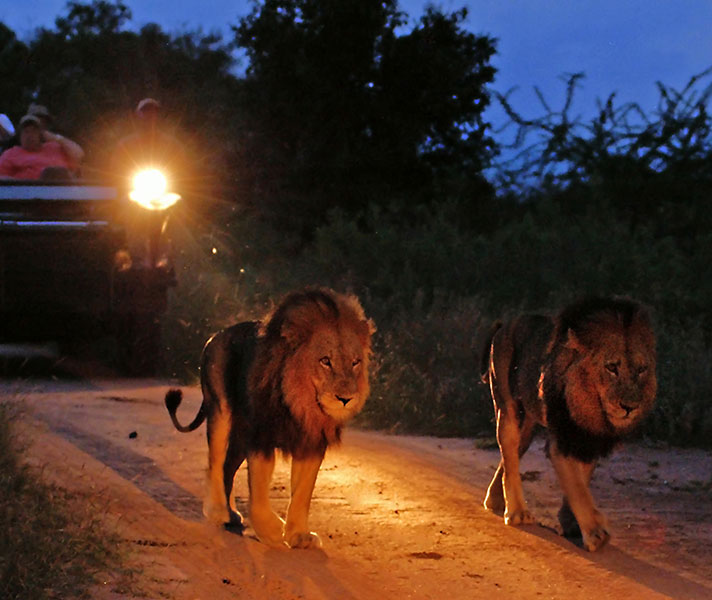 An evening game drive at Idube to track lions as they get ready to hunt.
