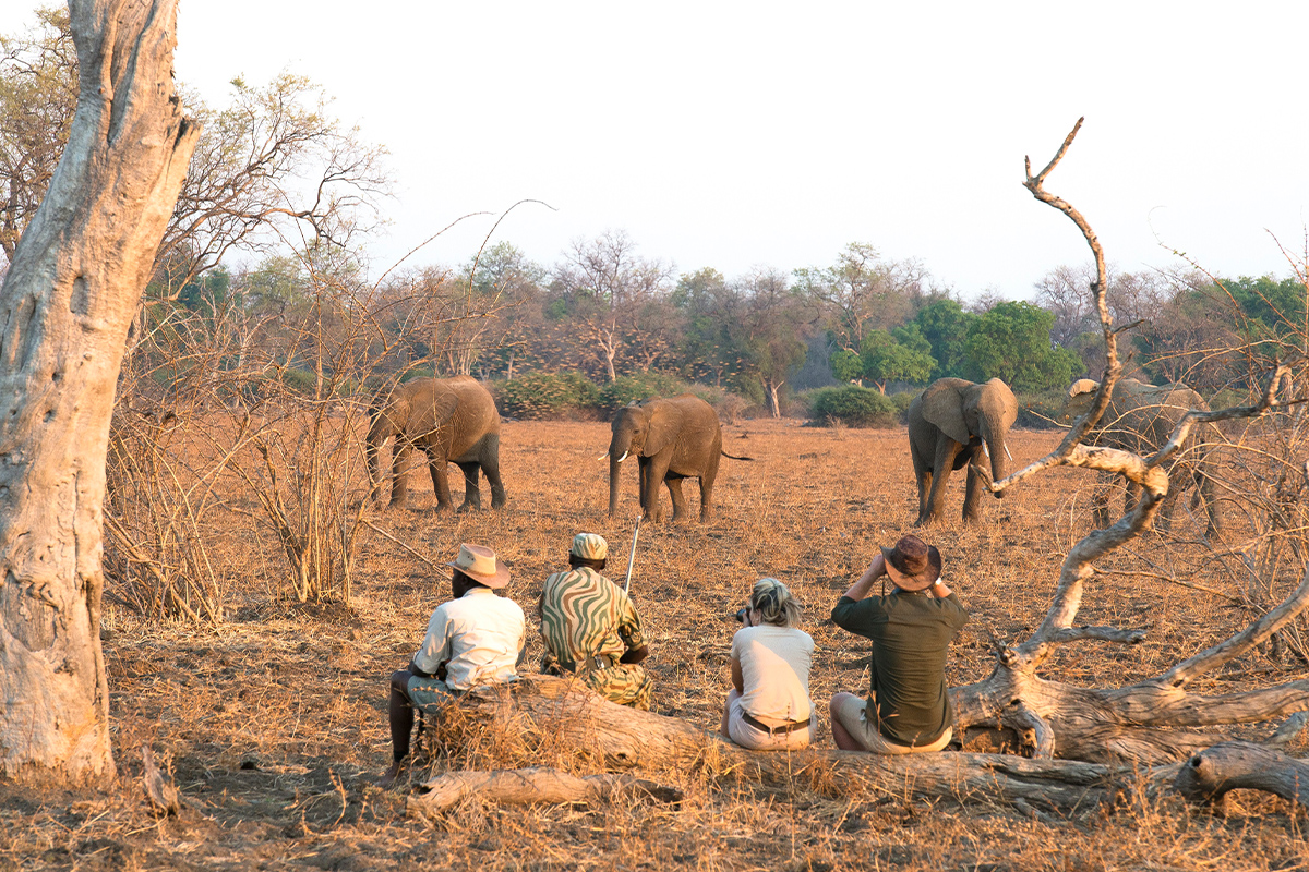 walk-safari