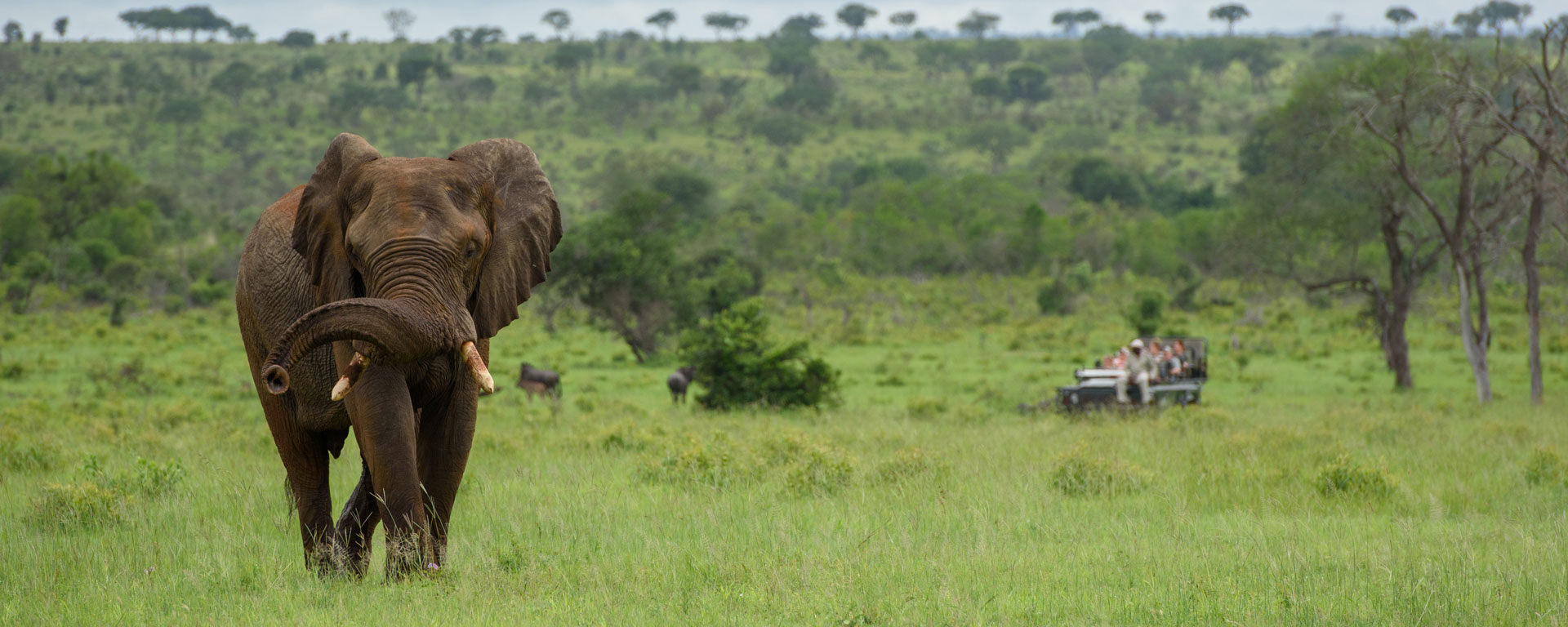 Southern Africa Safari | Go2Africa.com