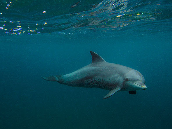 Dolphin swimming underwater off the KwaZulu-Natal coastline | South African Safari | Go2Africa