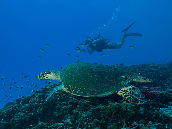 Diver looking at turtle underwater as fish swim by on a reef near the Seychelles | Go2Africa 