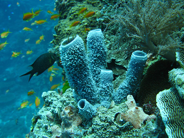 Fish swimming near a reef | Zanzibar Beaches & Holidays | Go2Africa