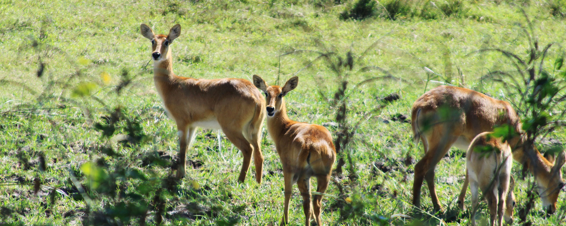 Puku are fuzzy antelope: the mothers reportedly leave their babies alone at night to protect them from hunting lions – the lions can scent the adults but not the babies.