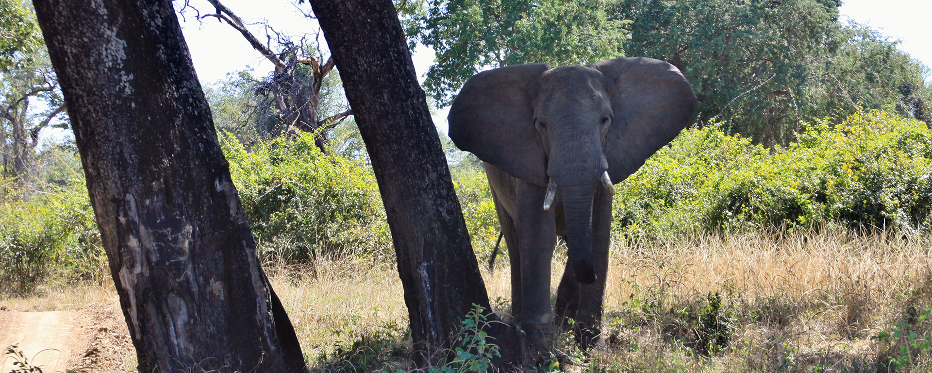 This juvenile elephant gave us all the ‘back off’ signs: trumpeting, flapping ears and staring us down. We moved away immediately to reduce his stress.