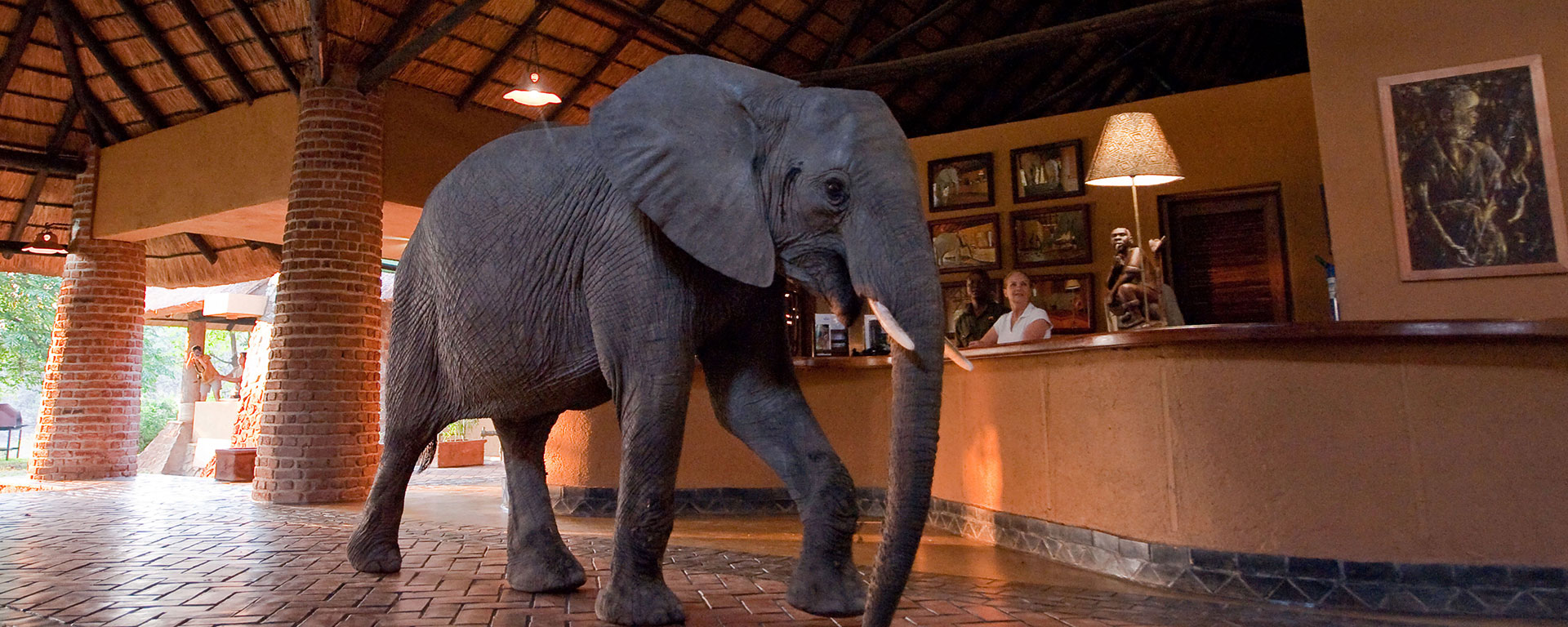 The elephants walk through reception at Mfuwe Lodge on their annual pilgrimage to eat the spring fruit of the wild mango tree.