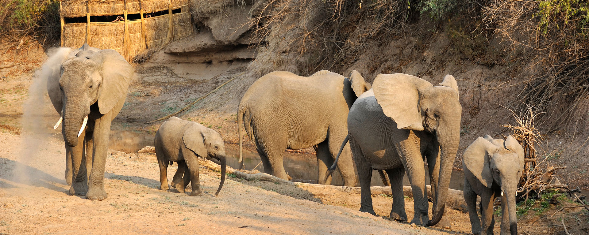 The thatch hide at Mwamba is at elephants’ eye level, giving you a fantastic vantage for dramatic photos.