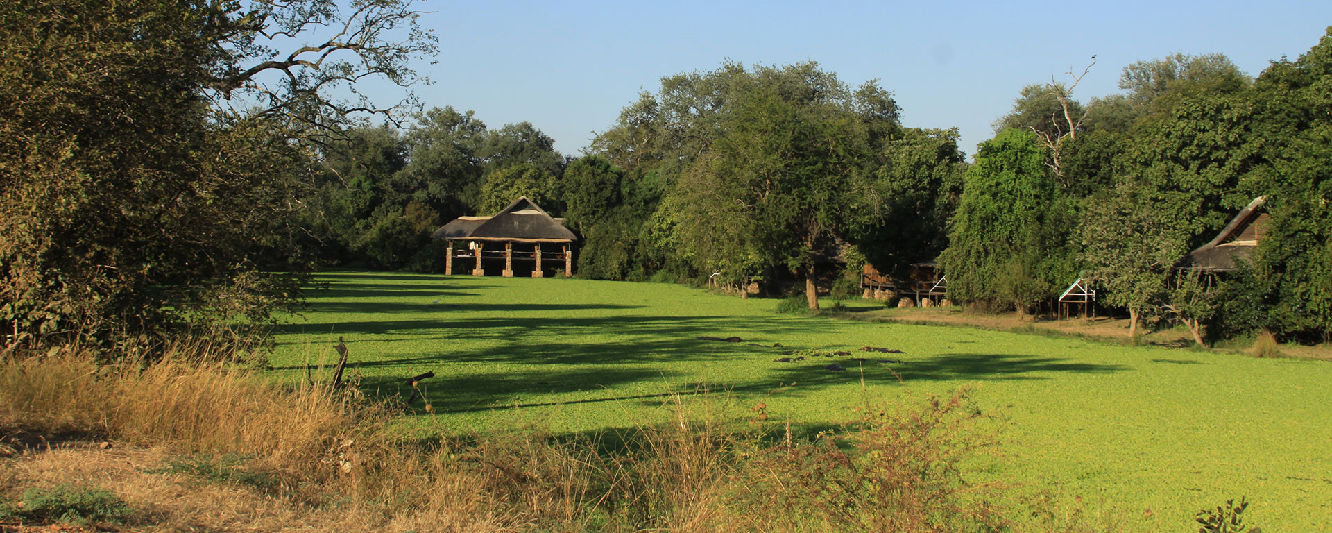Parts of Mfuwe look out over a dambo that is home to hippos and plenty of water birds. This is the spot to get the classic shot of a Shrek-like hippo with lilies on its head.