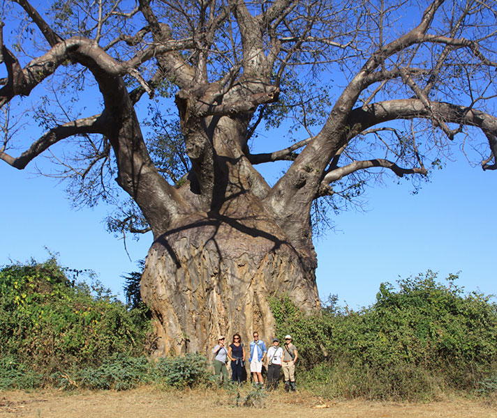 Our guide at Chiawa showed us this enormous baobab on our morning nature walk.