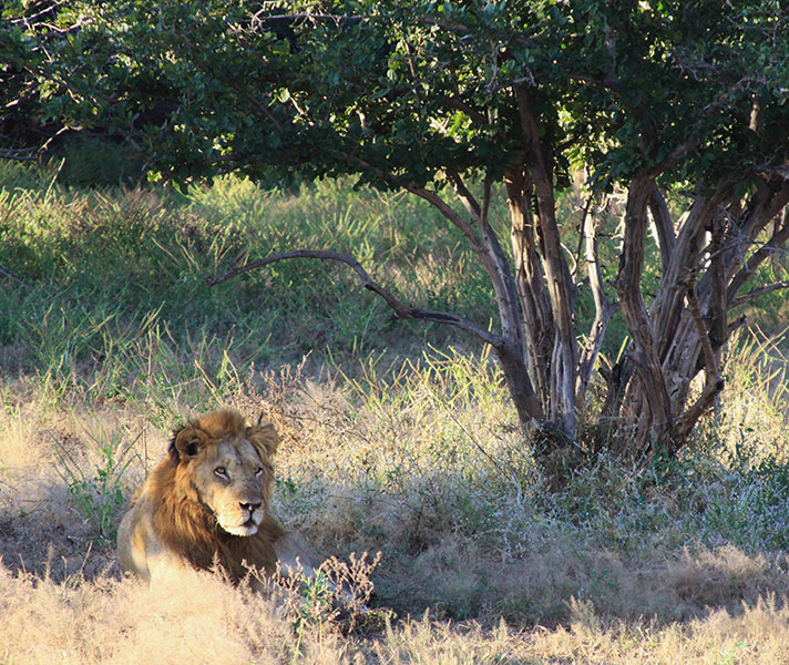 We spotted this young lion resting before a night of hunting just a few feet from Jeki airstrip.