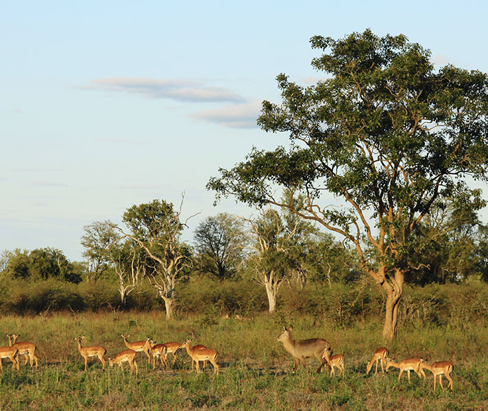 A lone waterbuck hangs out with a herd of impala making the most of June’s soft green grass.