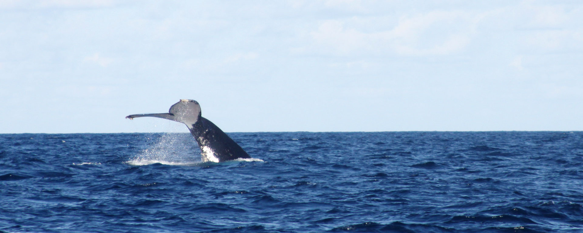 Whales whack the water with their colossal tails and dive deep in preparation to breach magnificently!
