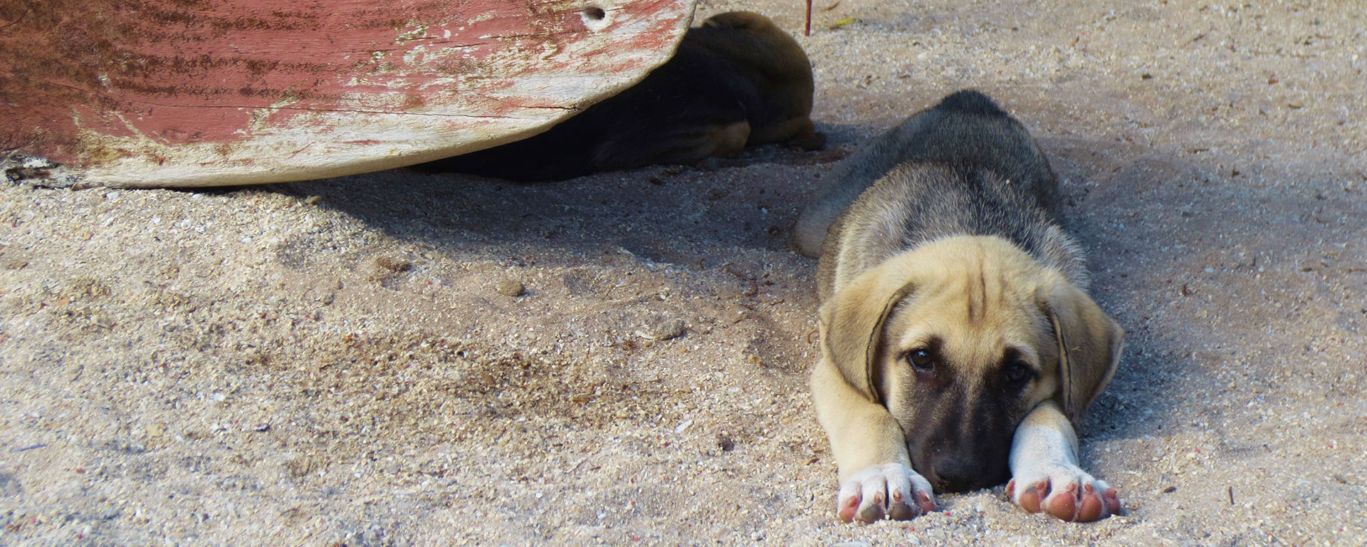 The lodge dog’s puppies loved falling asleep on the soft sand in the shadow of an old fishing dhow.