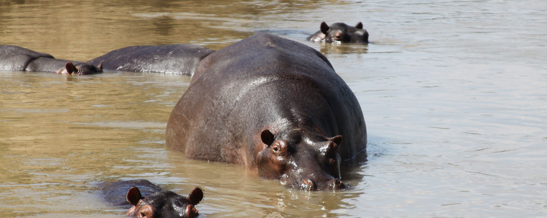 No matter what time of year, you’ll find hundreds of chortling hippos in the Luangwa River.