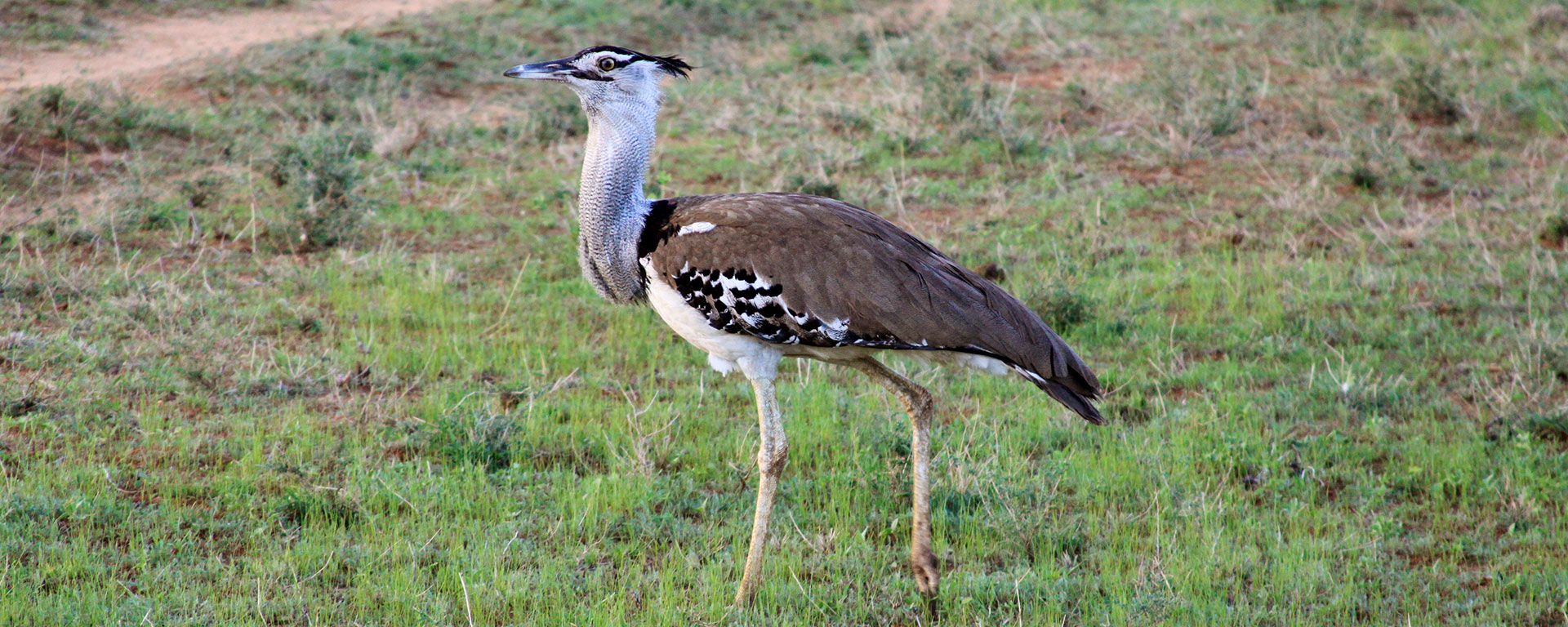 Kori bustards are the world’s biggest and heaviest birds that can still fly, and are one of Samburu’s 450 recorded species.