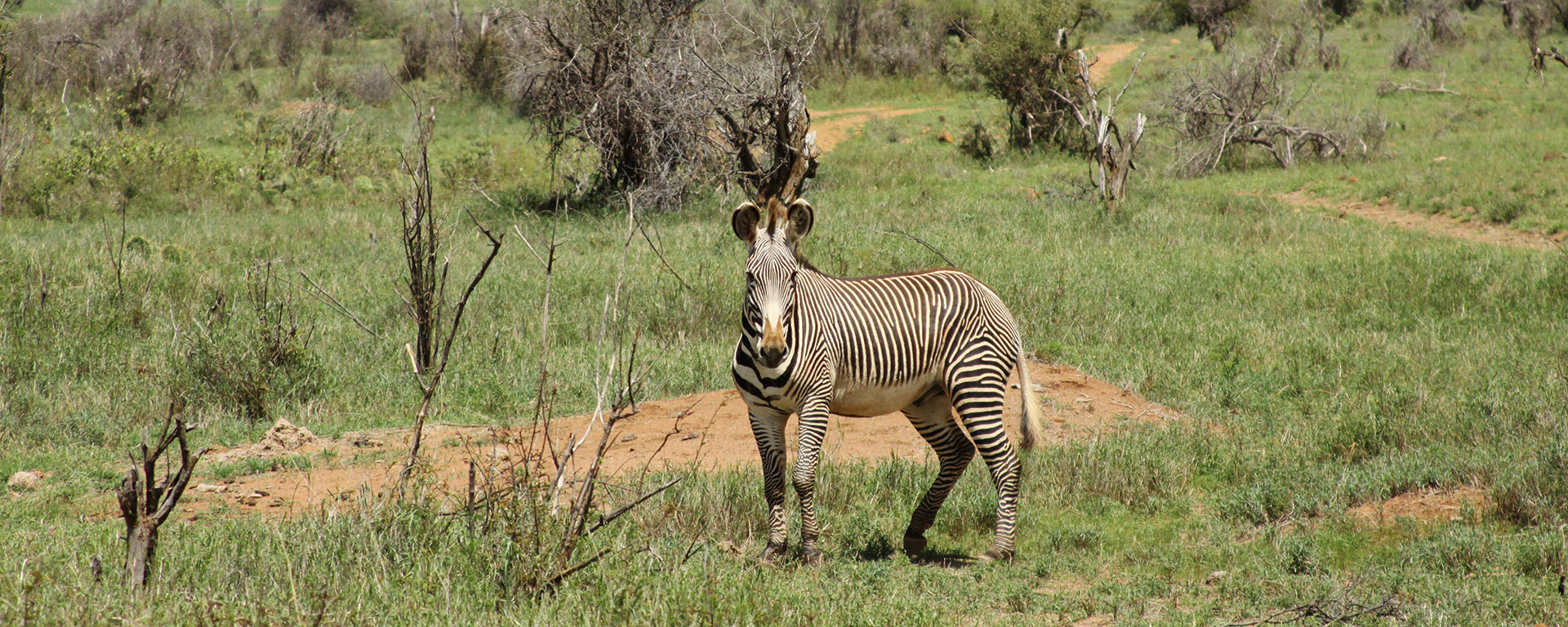 Grevy’s have thinner stripes as well as rounder ears than their southern cousins. Their muzzles and tummies are also white, rather than striped or dark.