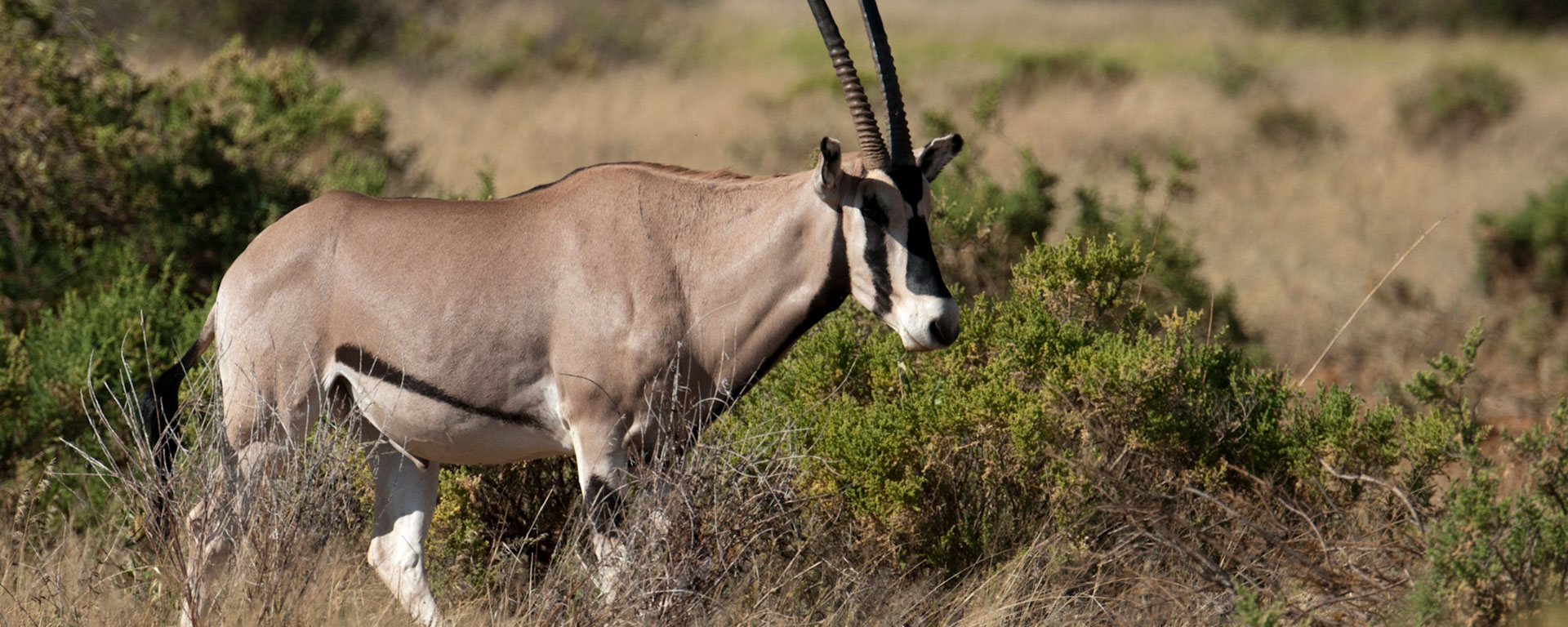 A magnificent besia oryx – note the restrained graphic markings on the nose and belly.