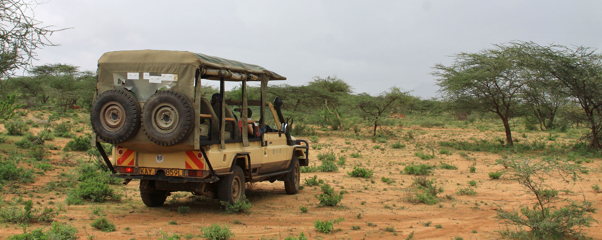 Heading out on the afternoon game drive… minutes later, we came across a juvenile male lion, making his way through the world.