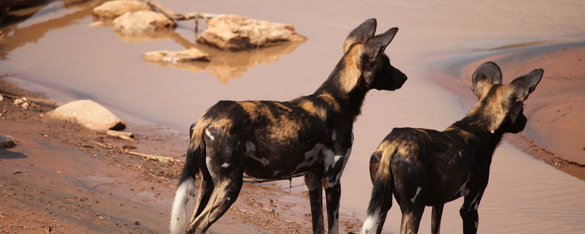 If your luck is in, you may spot a pack of endangered wild dog while staying at SaSaab. They are considered Africa’s most successful hunters.