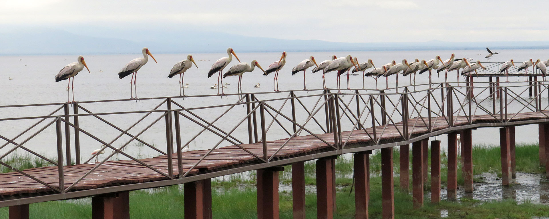Much of Lake Manyara National Park is taken up by the water. One of the many surprises for visitors is the remarkably wide diversity of terrestrial habitats which in turn support an impressive variety of birdlife.