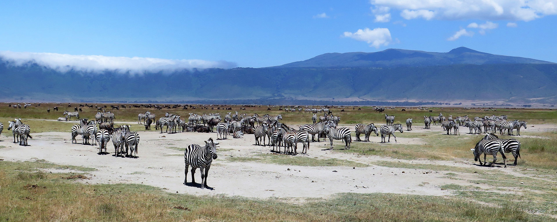 The Ngorongoro Crater is a unique safari environment; the steep caldera walls provide a bowl-like atmosphere and keep the almost 30 000 animals within a contained area, making them easy to find.
