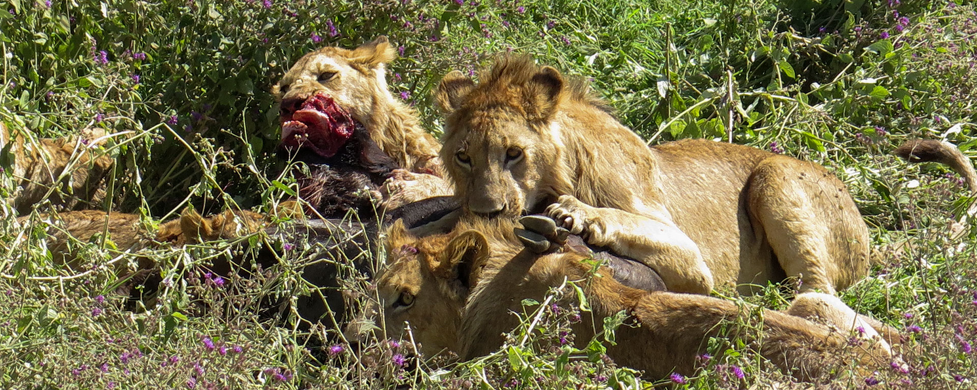 This pride of lions was enjoying a wildebeest for lunch!