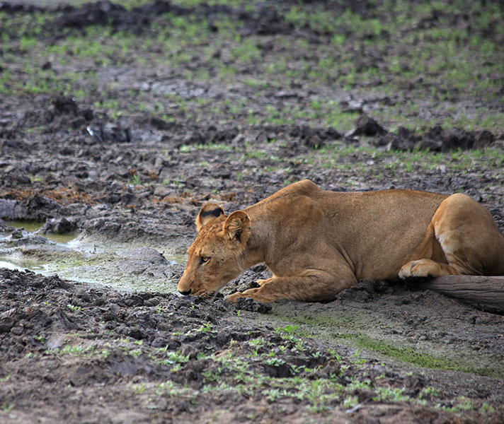 Enjoying a drink next to the river. The defining feature of Selous is the Rufiji River that creates a series of interconnected lakes and palm-fringed channels.