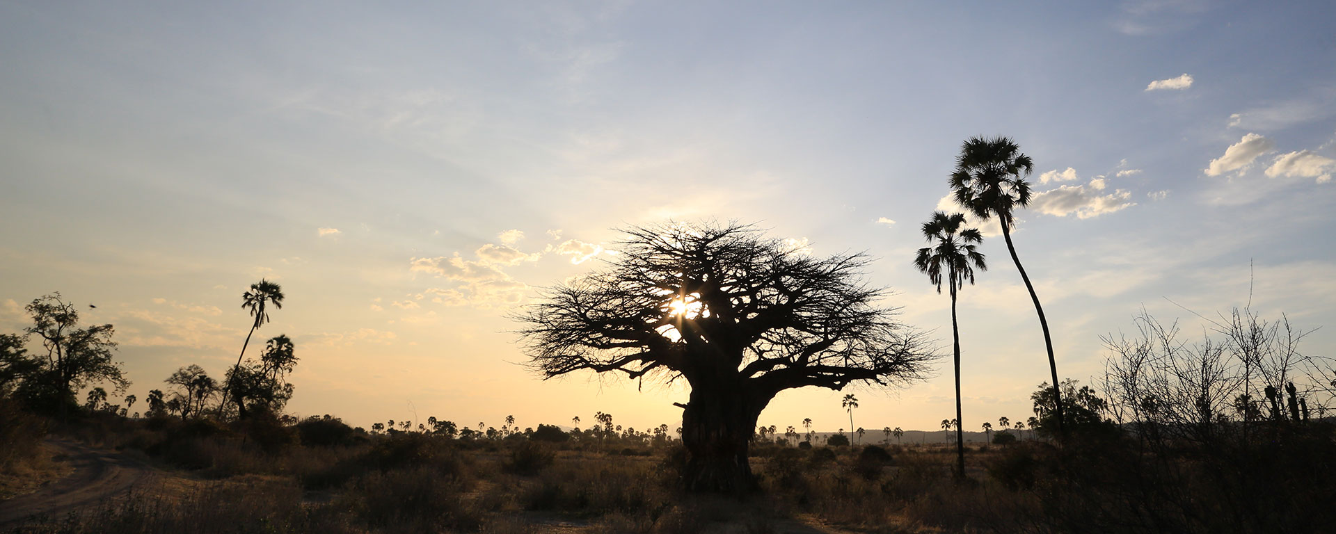 The baobabs in Ruaha have to be mentioned – literally baobab forests near a cluster of palm trees. Perfect for those dreamy African sunset photos!