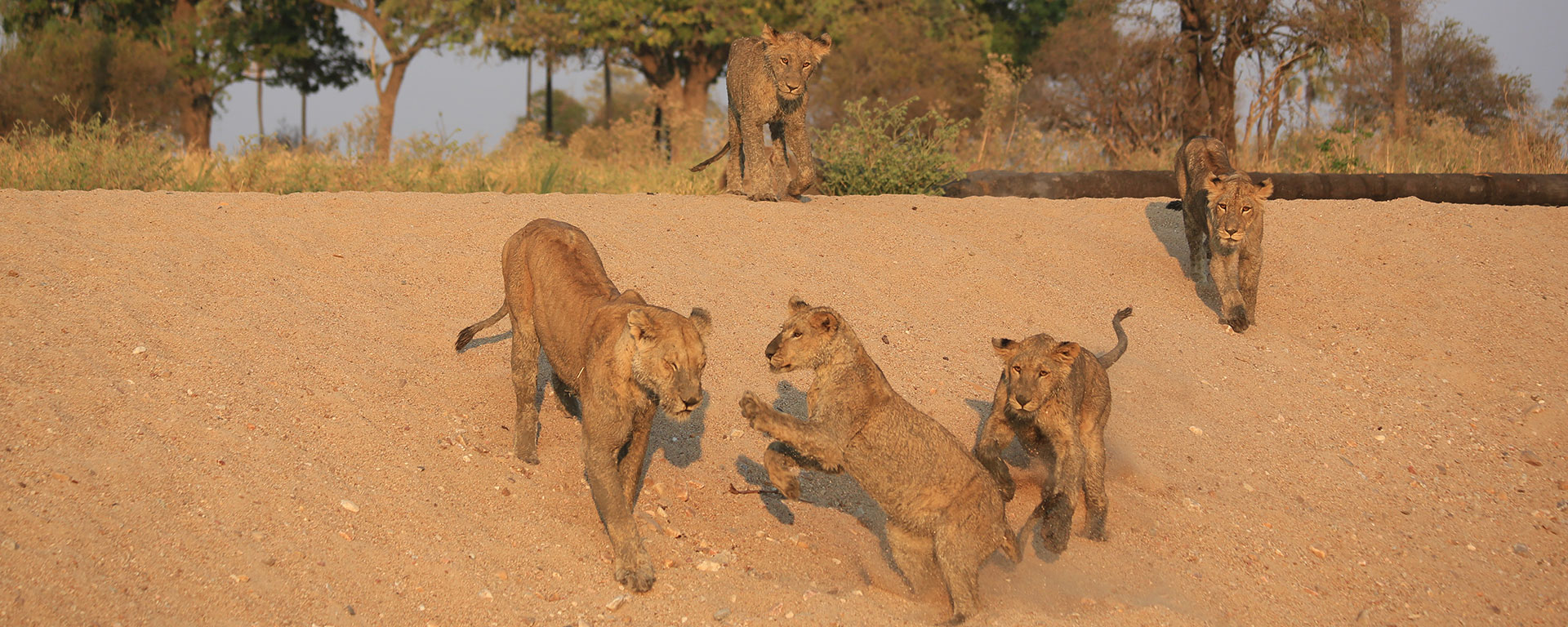 One of the major benefits of travelling to more remote areas like Ruaha and Selous is that you get to spend more time than usual at wildlife sightings. These playful cubs weren’t fazed by our vehicle at all.