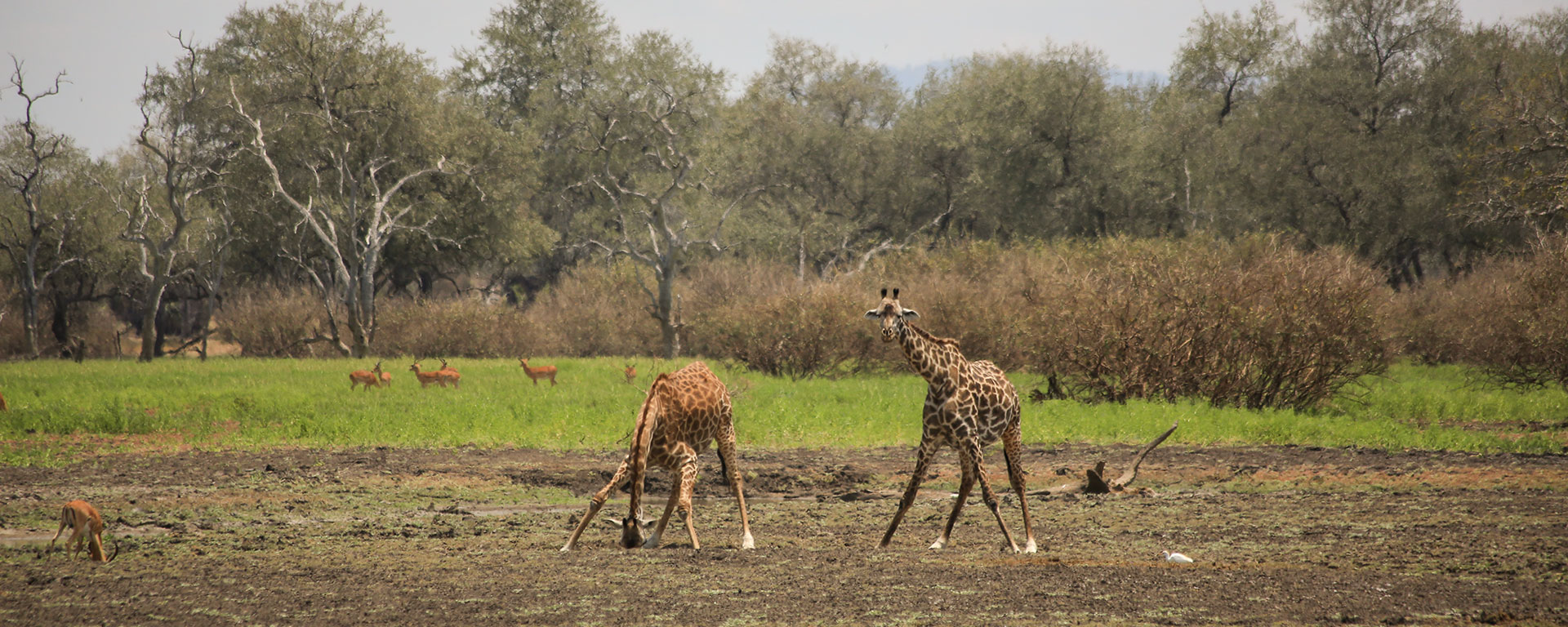 Selous is well-known for its large giraffe population.