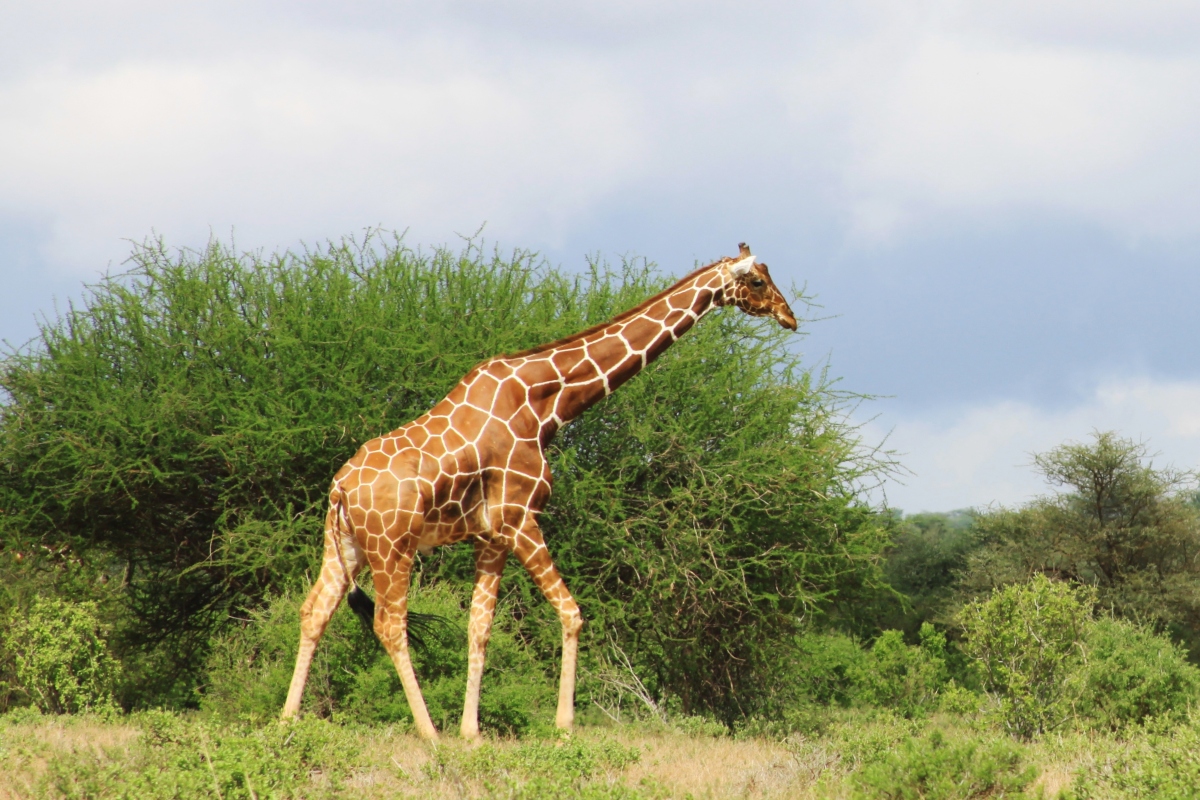 A Guide to Kenya’s Samburu National Reserve | Go2Africa