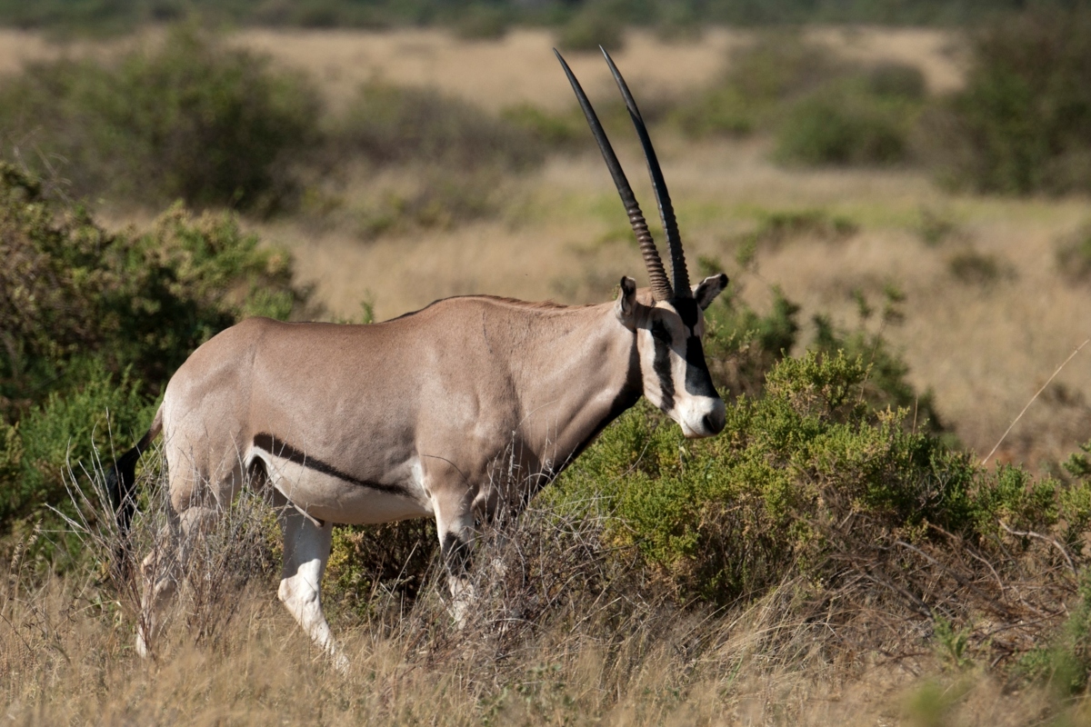 A Guide to Kenya’s Samburu National Reserve | Go2Africa