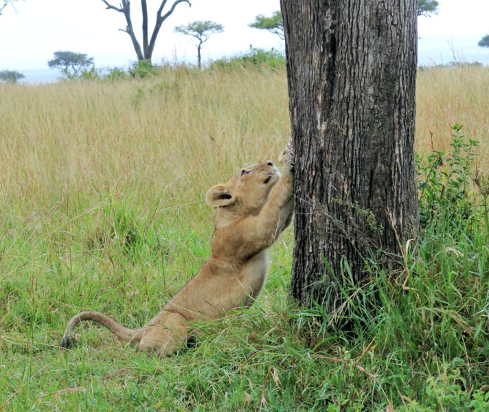 African manicure! Scratching against trees enable lions to keep their claws sharp and clean.