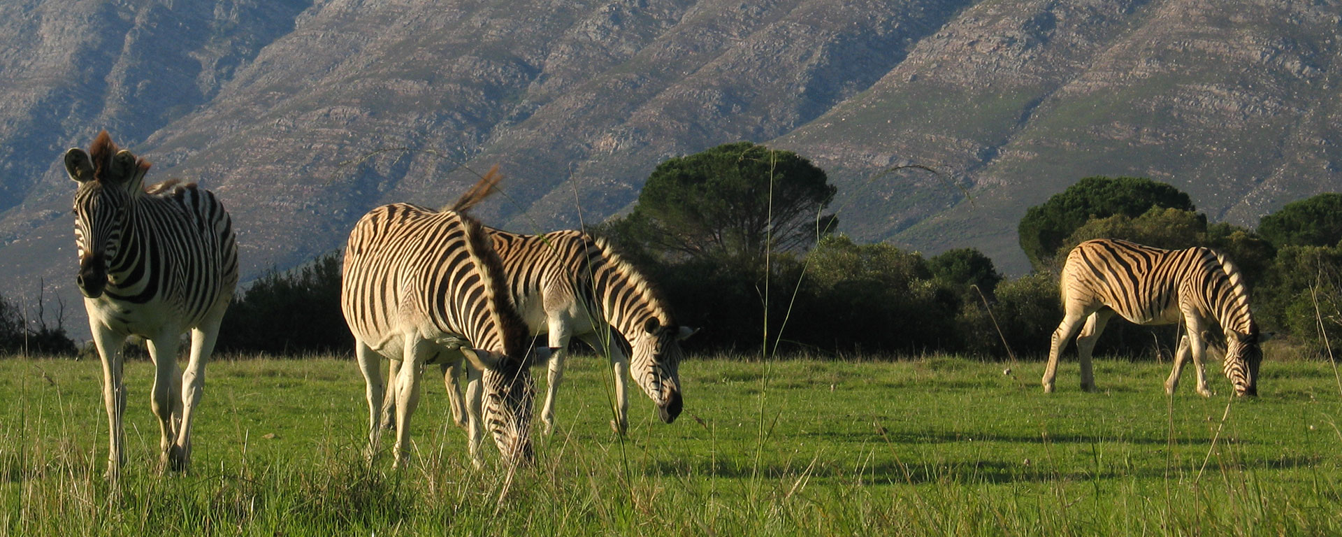 You can start your safari outside Cape Town – a herd of wild zebra roam Bartholomeus Klip.