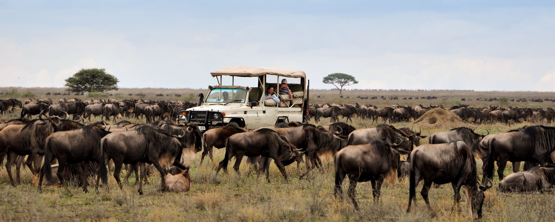 Depending on the time of year, you may witness some of the Migration's most dramatic moments like the predator-rich birthing season or the famed river crossings.