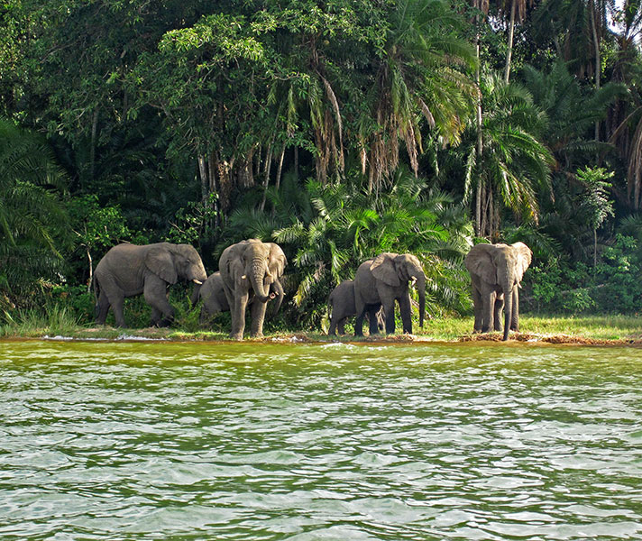 Rubondo Island's extraordinary natural bounty has earned it the nickname, 'Noah’s Ark'.