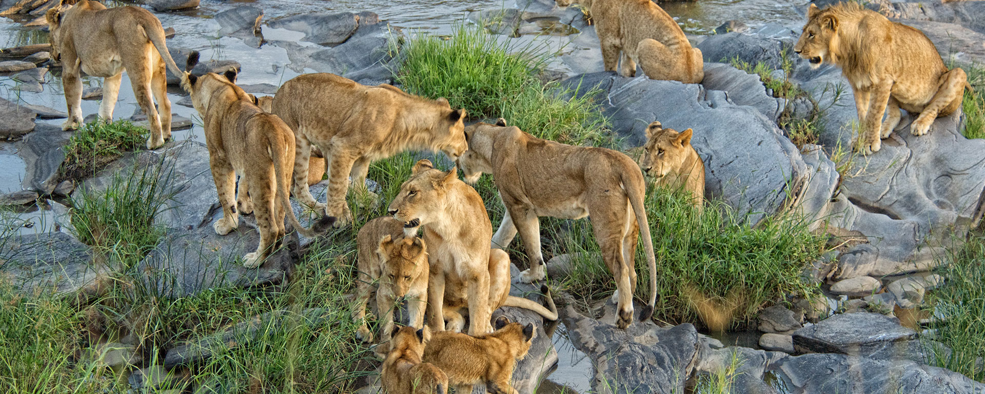 The Mara is known for its large prides, like this on in the Talek riverbed at Rekero Camp in the Mara.