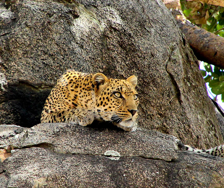 If you want to spot leopards like this one at Namiri Plains in the Serengeti, keep your eye on tall trees and rocky outcrops.