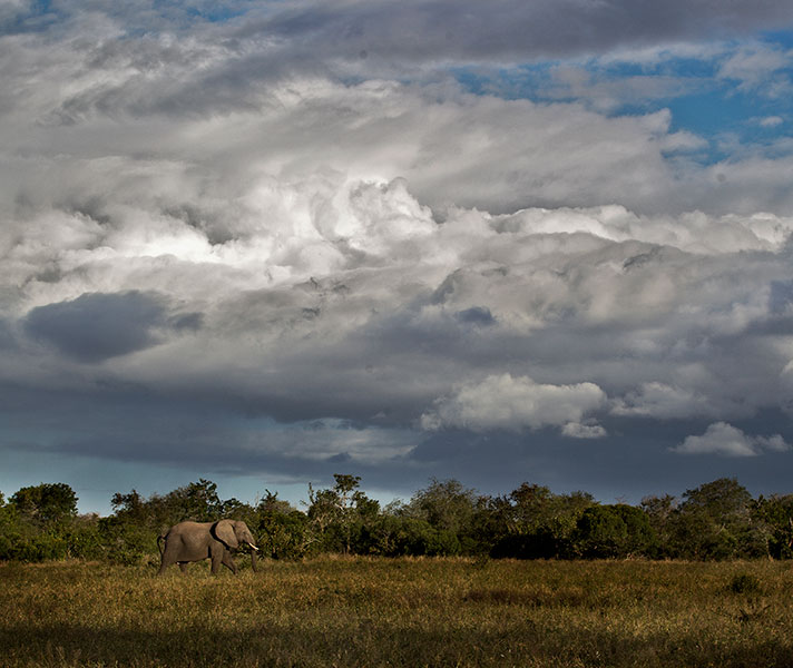 Green season in the Kruger means lush thicket vegetation and spectacular clouds that build up to short summer showers.