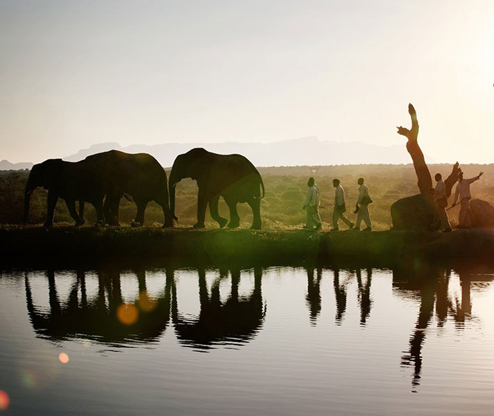 Meet the elephants at Camp Jabulani, learn about their behaviour, unique character traits and their incredible story.