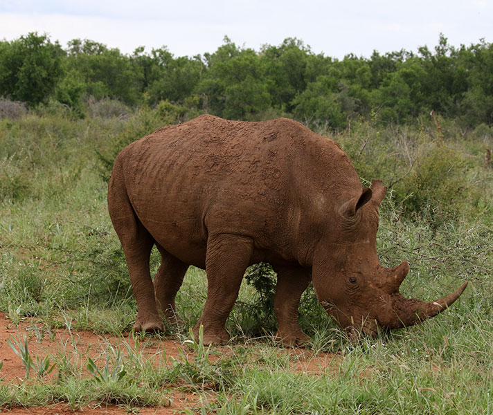 Jaci's Lodges have teamed up with Stop Rhino Poaching and are actively involved in anti-poaching activities.