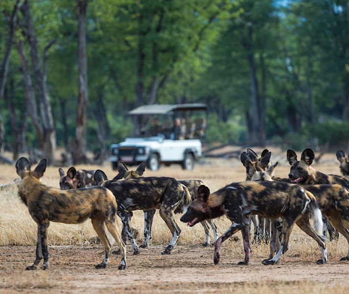 Zimbabwe is one of the last strongholds of African wild dog, thanks to the Painted Dog Conservation Project.