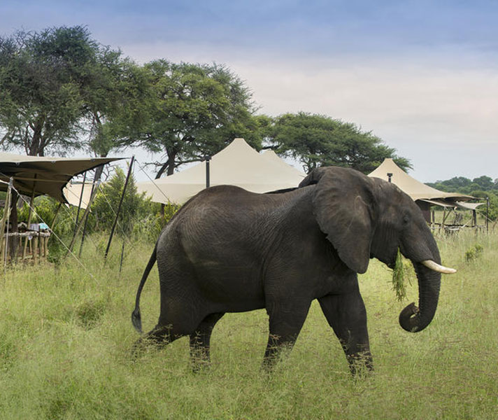 Hwange National Park is home to the world's second-largest population of elephants.