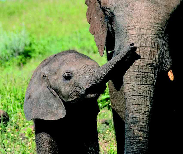 Interact with the ellies at Wild Horizons Elephant Sanctuary and Orphanage.