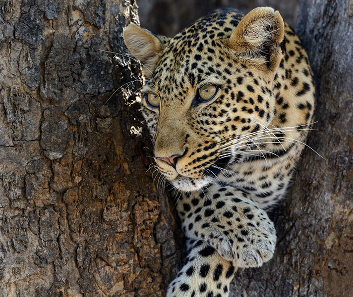 Tanzania's best-kept secret, Ruaha delivers rewarding wildlife experiences.